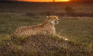 Masai Mara – Festive Season (November- December)
